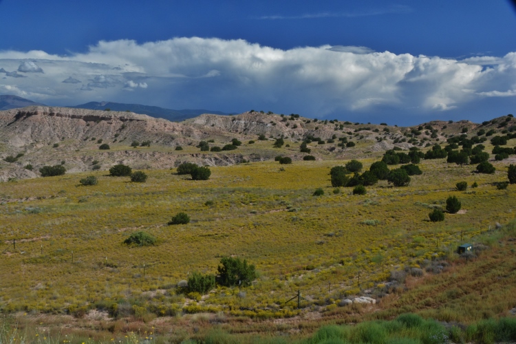 fields of broomweed